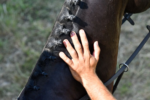 Reitturnier Harburger RV  18.7.2021 | 18072021 M Youngster + U25  1 _23 