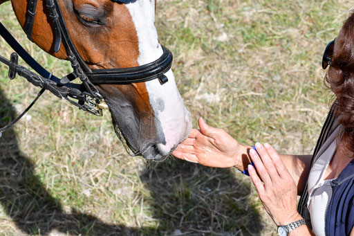 Reitturnier Harburger RV  16.7.2021 | 18072021 Stil L  2 Abt_250 