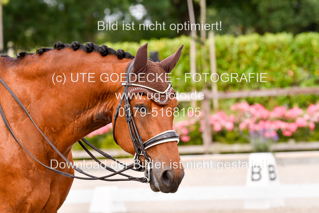 Klein Offenseth Dressur  1.8.2021 | 01082021 Dressur  KL S +_228 