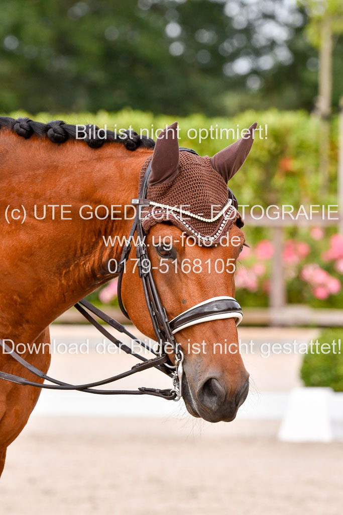 Klein Offenseth Dressur  1.8.2021 | 01082021 Dressur  KL S +_229 