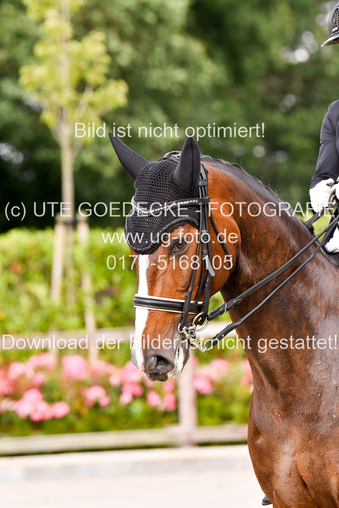 Klein Offenseth Dressur  1.8.2021 | 01082021 Dressur  KL S +_247 
