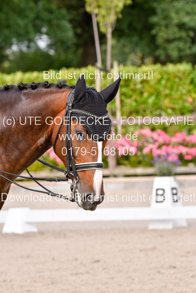 Klein Offenseth Dressur  1.8.2021 | 01082021 Dressur  KL S +_260 