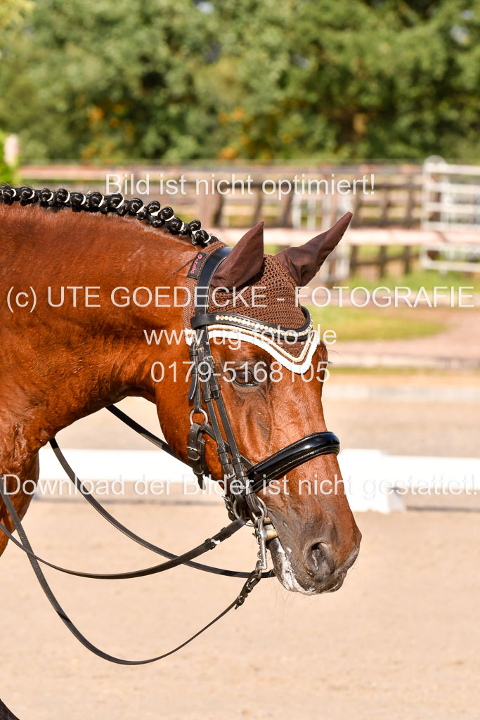 Klein Offenseth Dressur  1.8.2021 | 01082021 Dressur  KL S +_464 