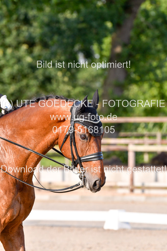 Klein Offenseth Dressur  1.8.2021 | 01082021 Dressur  KL S +_533 