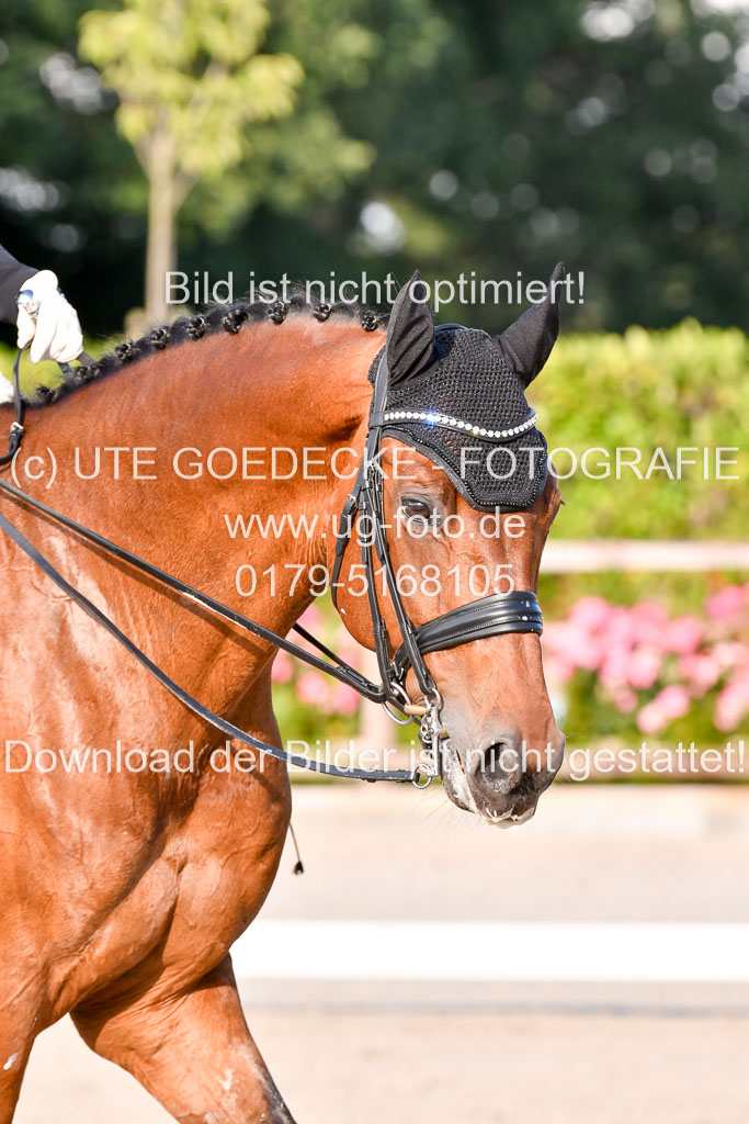 Klein Offenseth Dressur  1.8.2021 | 01082021 Dressur  KL S +_535 