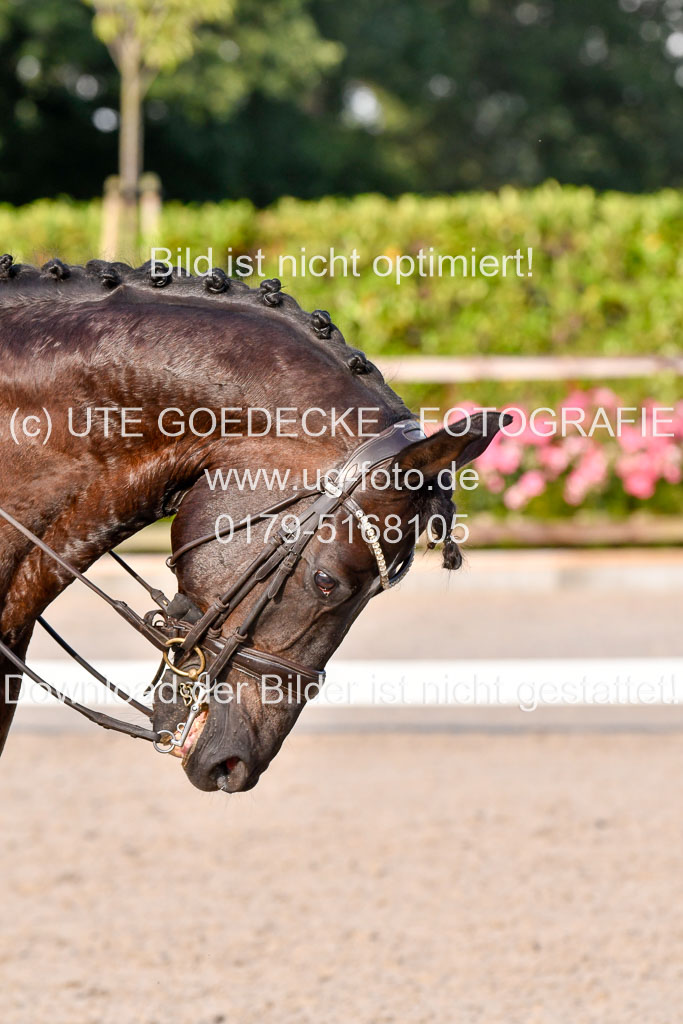 Klein Offenseth Dressur  1.8.2021 | 01082021 Dressur  KL S +_565 