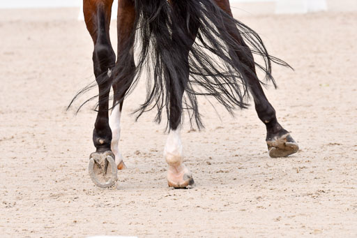 Klein Offenseth Dressur  1.8.2021 | 01082021 Dressur  KL S +_021 