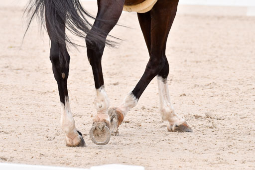 Klein Offenseth Dressur  1.8.2021 | 01082021 Dressur  KL S +_059 