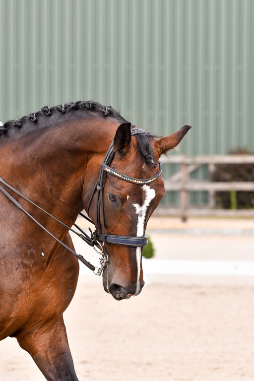 Klein Offenseth Dressur  1.8.2021 | 01082021 Dressur  KL S +_072 