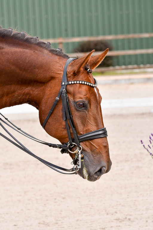 Klein Offenseth Dressur  1.8.2021 | 01082021 Dressur  KL S +_144 