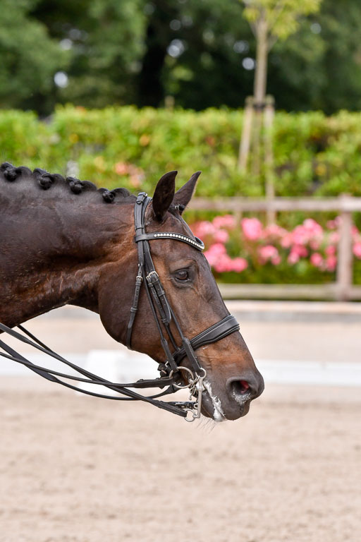 Klein Offenseth Dressur  1.8.2021 | 01082021 Dressur  KL S +_178 