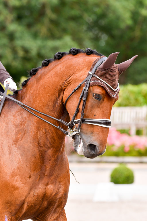 Klein Offenseth Dressur  1.8.2021 | 01082021 Dressur  KL S +_182 