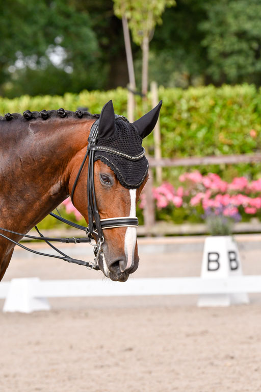 Klein Offenseth Dressur  1.8.2021 | 01082021 Dressur  KL S +_260 