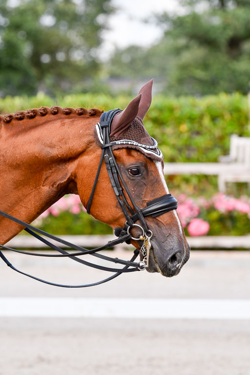 Klein Offenseth Dressur  1.8.2021 | 01082021 Dressur  KL S +_291 