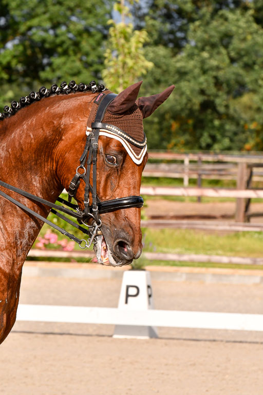 Klein Offenseth Dressur  1.8.2021 | 01082021 Dressur  KL S +_442 