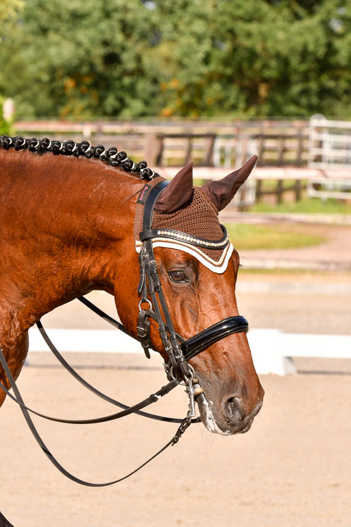 Klein Offenseth Dressur  1.8.2021 | 01082021 Dressur  KL S +_464 