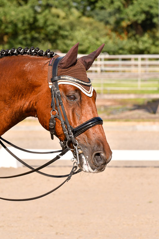 Klein Offenseth Dressur  1.8.2021 | 01082021 Dressur  KL S +_465 