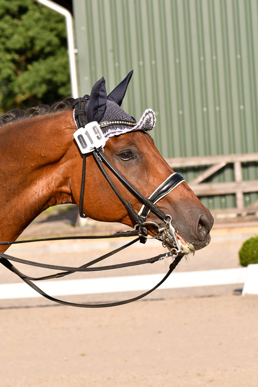 Klein Offenseth Dressur  1.8.2021 | 01082021 Dressur  KL S +_487 