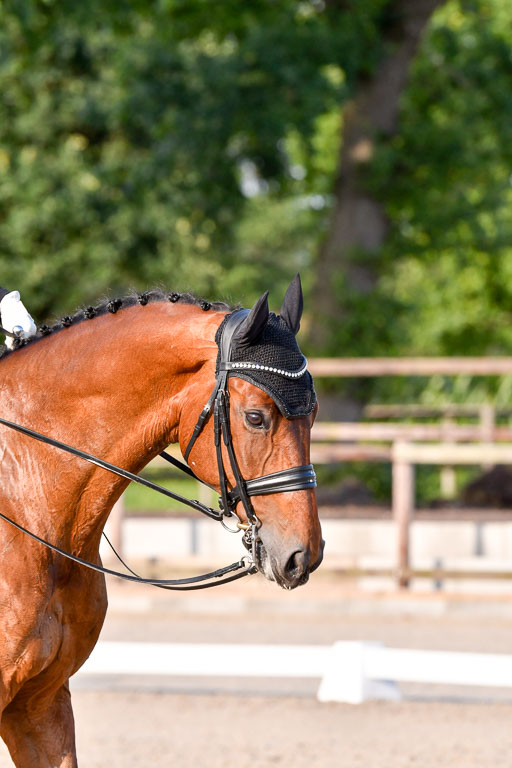 Klein Offenseth Dressur  1.8.2021 | 01082021 Dressur  KL S +_533 