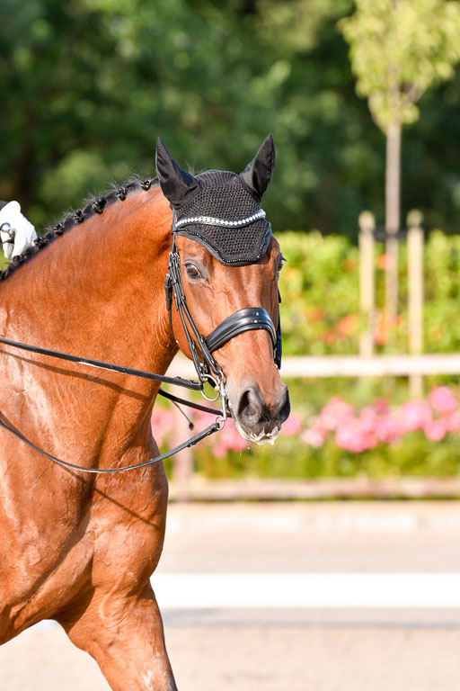 Klein Offenseth Dressur  1.8.2021 | 01082021 Dressur  KL S +_534 