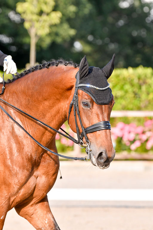 Klein Offenseth Dressur  1.8.2021 | 01082021 Dressur  KL S +_535 