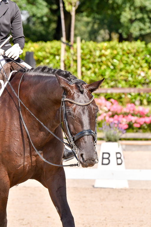 Klkein Offenseth 1.8.2021 | 01082021 Dressur M 2+ +_131 