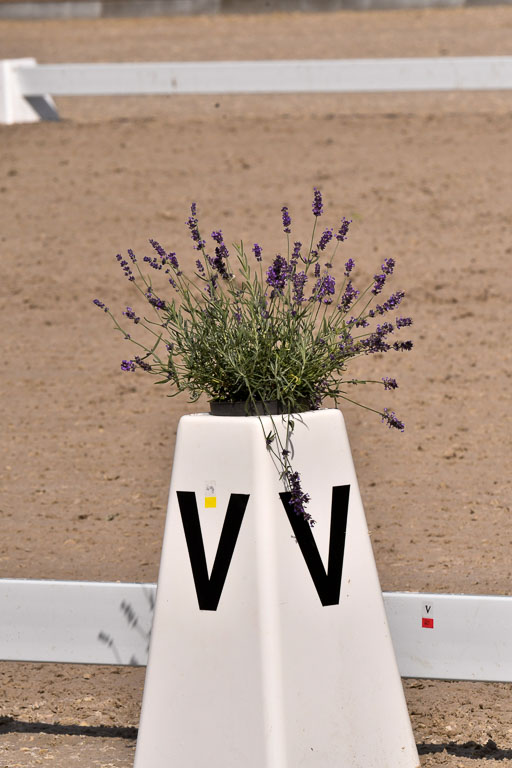 Klkein Offenseth 1.8.2021 | 01082021 Dressur M 2+ +_138 