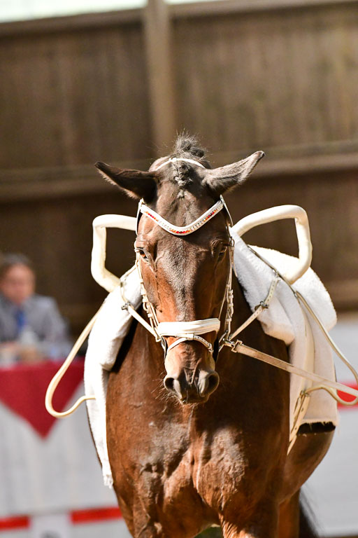  | Einzel Senioren Kür_211 