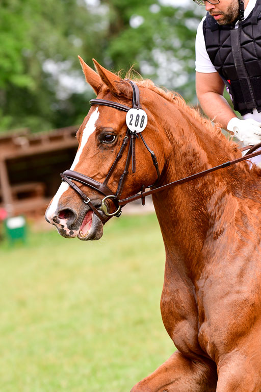 Mechtersen Geläneturnier  27.06.2021 | 270621 Hunterklasse _171 
