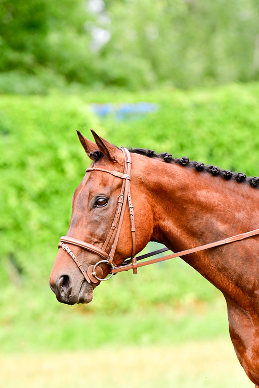Mechtersen Geläneturnier  27.06.2021 | 270621 Hunterklasse _176 