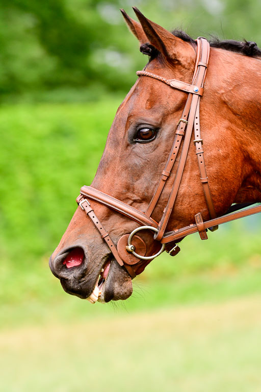 Mechtersen Geläneturnier  27.06.2021 | 270621 Hunterklasse _189 