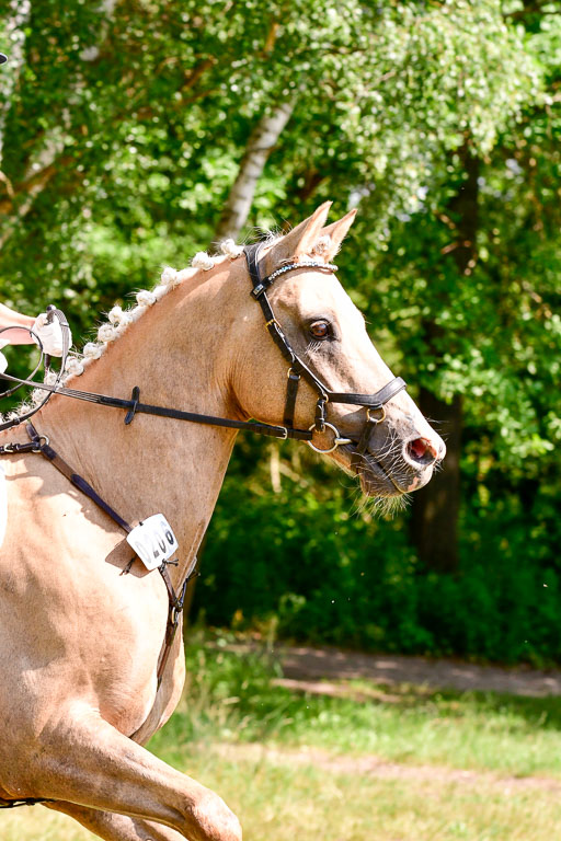 Mechtersen Geläneturnier  27.06.2021 | 270621 Mechtersener Derby _190 
