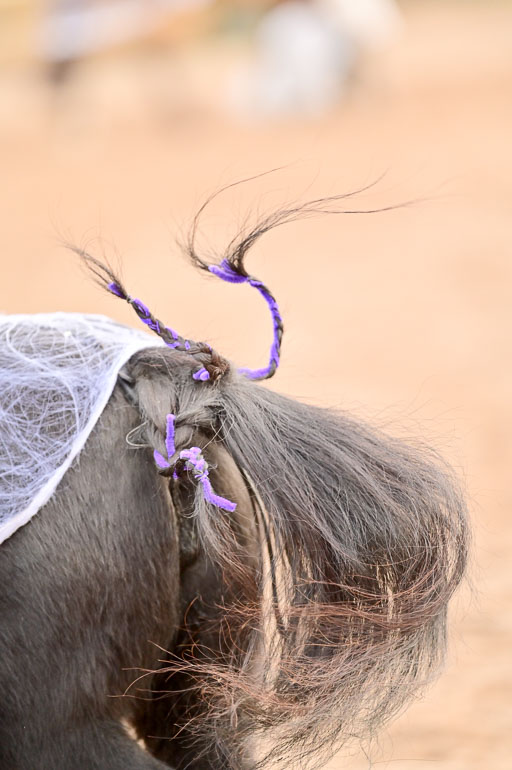  | Führzügel WB _194 