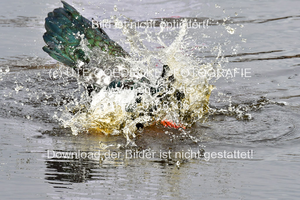 Reitsportzentrum Bremervörde 04. 2021 | Bremervörde Impressionen_16