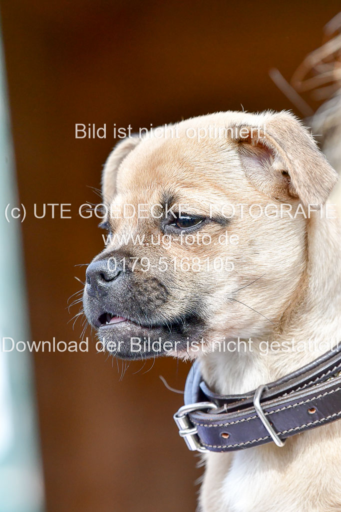Reitsportzentrum Bremervörde 04. 2021 | Bremervörde Impressionen_47