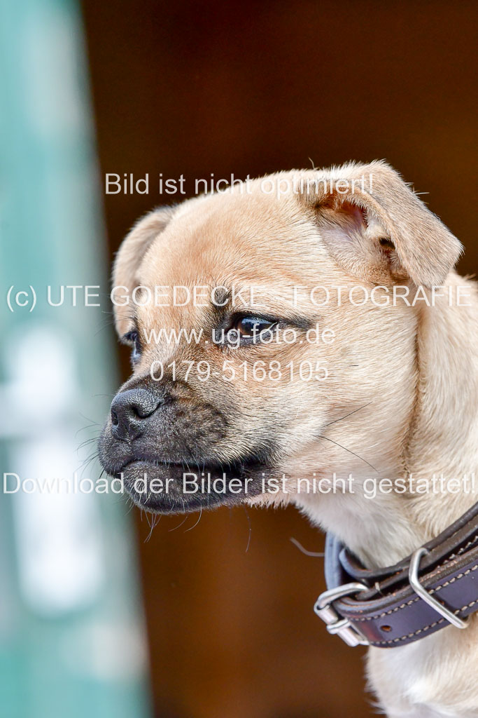 Reitsportzentrum Bremervörde 04. 2021 | Bremervörde Impressionen_48