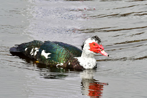Reitsportzentrum Bremervörde 04. 2021 | Bremervörde Impressionen_15 