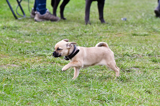 Reitsportzentrum Bremervörde 04. 2021 | Bremervörde Impressionen_29 