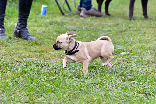 Reitsportzentrum Bremervörde 04. 2021 | Bremervörde Impressionen_30 