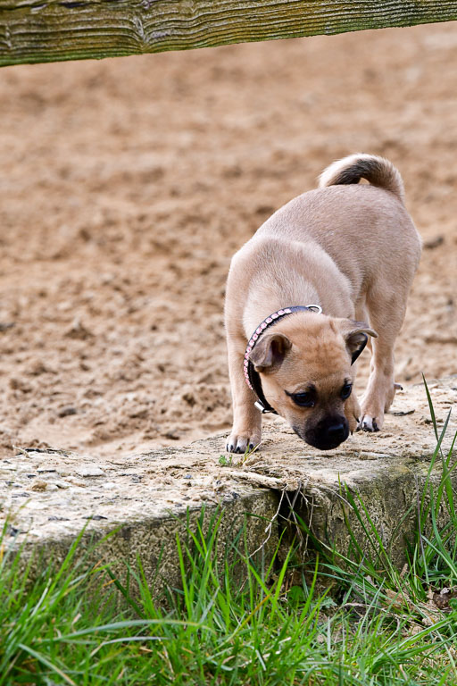 Reitsportzentrum Bremervörde 04. 2021 | Bremervörde Impressionen_31 