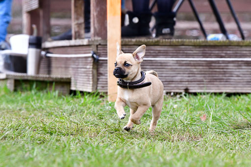 Reitsportzentrum Bremervörde 04. 2021 | Bremervörde Impressionen_32 