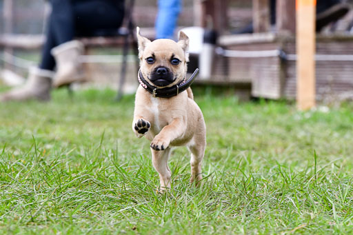 Reitsportzentrum Bremervörde 04. 2021 | Bremervörde Impressionen_33 