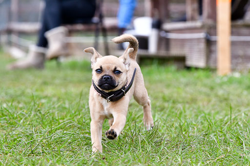 Reitsportzentrum Bremervörde 04. 2021 | Bremervörde Impressionen_34 
