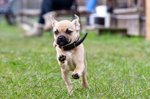 Reitsportzentrum Bremervörde 04. 2021 | Bremervörde Impressionen_35 