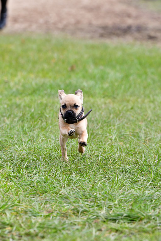 Reitsportzentrum Bremervörde 04. 2021 | Bremervörde Impressionen_38 