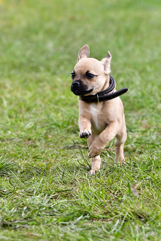 Reitsportzentrum Bremervörde 04. 2021 | Bremervörde Impressionen_39 