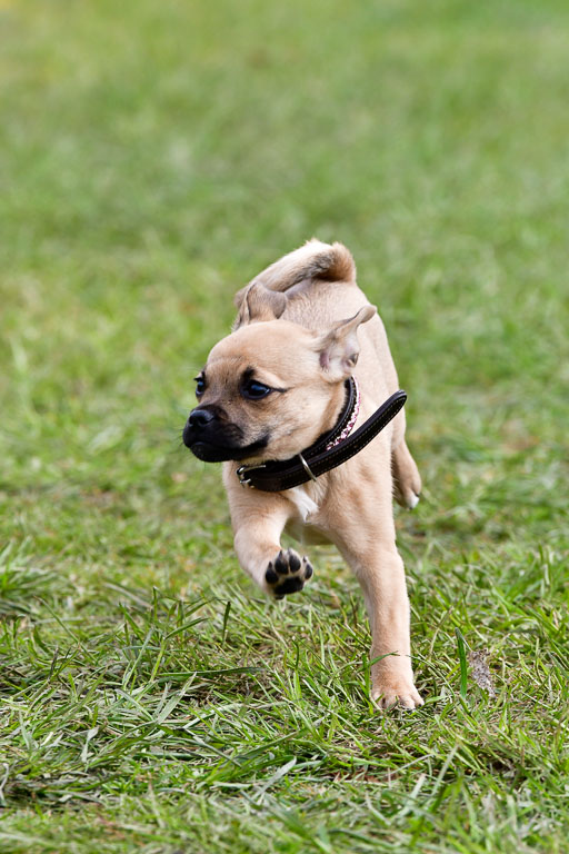 Reitsportzentrum Bremervörde 04. 2021 | Bremervörde Impressionen_40 