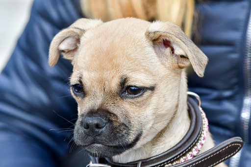 Reitsportzentrum Bremervörde 04. 2021 | Bremervörde Impressionen_41 
