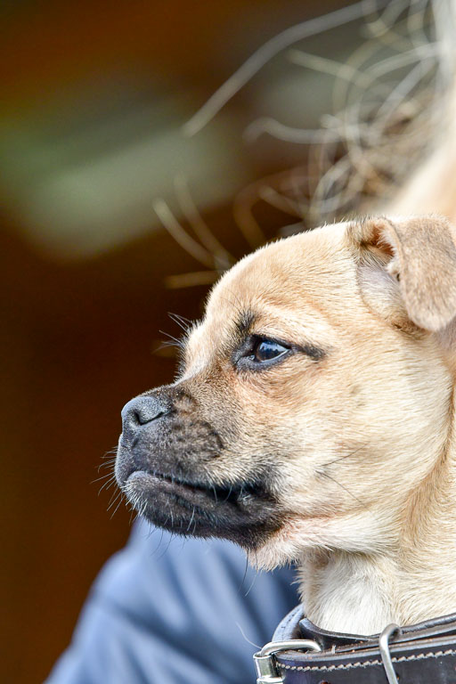 Reitsportzentrum Bremervörde 04. 2021 | Bremervörde Impressionen_44 