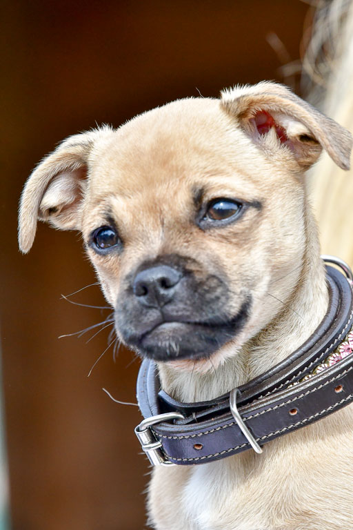 Reitsportzentrum Bremervörde 04. 2021 | Bremervörde Impressionen_45 